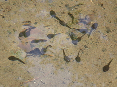 Bufo verrucosissimus