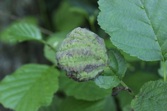 Taphrina tosquinetii