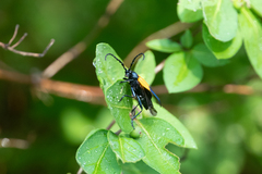 Desmocerus palliatus
