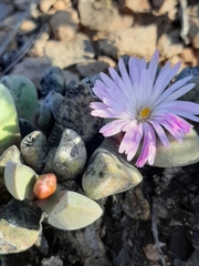 Cerochlamys pachyphylla