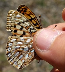 Speyeria callippe comstocki