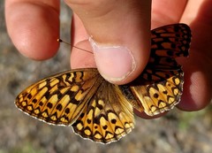 Speyeria callippe comstocki