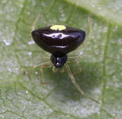 Theridula opulenta