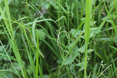 Ceratorhiza rhizodes