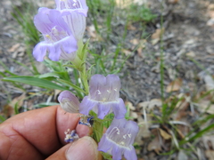 Penstemon jamesii