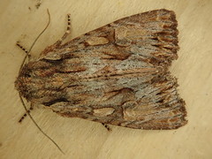 Apamea antennata