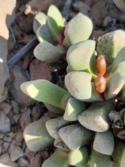 Cerochlamys pachyphylla