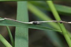Ceratorhiza rhizodes