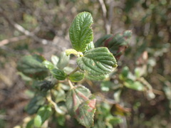Ceanothus oliganthus