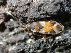 Scolopostethus pacificus