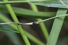 Ceratorhiza rhizodes