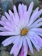 Cerochlamys pachyphylla