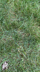 Poaceae