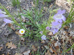 Penstemon jamesii