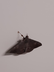 Lepidoptera