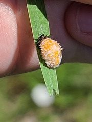 Chelymorpha cassidea