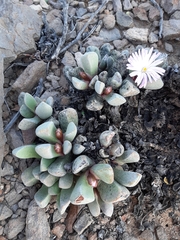 Cerochlamys pachyphylla