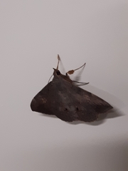 Lepidoptera