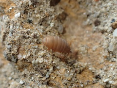 Myrmecophilus