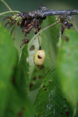 Wilsonomyces carpophilus