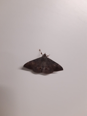 Lepidoptera