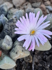 Cerochlamys pachyphylla