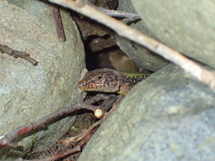 Darevskia rudis bischoffi