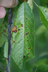 Wilsonomyces carpophilus
