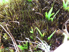 Campylopus atrovirens