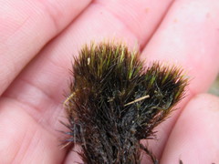 Campylopus atrovirens