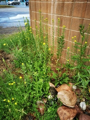 Erysimum hieraciifolium