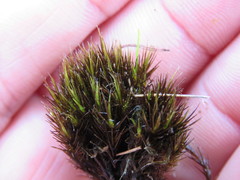 Campylopus atrovirens