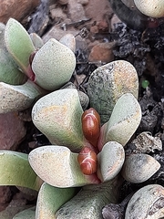 Cerochlamys pachyphylla