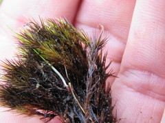 Campylopus atrovirens