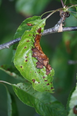 Wilsonomyces carpophilus
