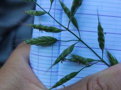Bromus secalinus