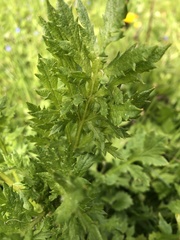 Filipendula vulgaris