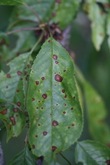 Wilsonomyces carpophilus