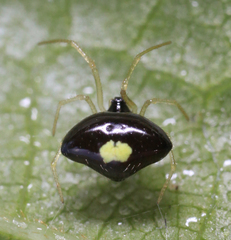 Theridula opulenta