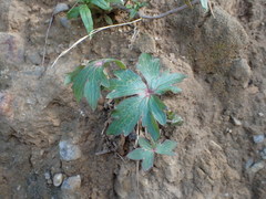 Delphinium cardinale