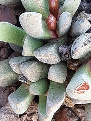 Cerochlamys pachyphylla