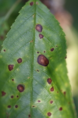 Wilsonomyces carpophilus