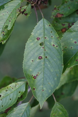 Wilsonomyces carpophilus