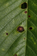 Wilsonomyces carpophilus