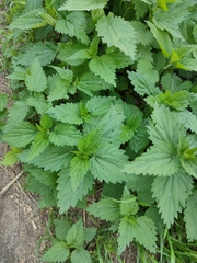 Urtica dioica