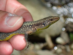 Darevskia rudis bischoffi