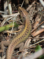 Darevskia rudis bischoffi