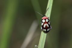 Omophoita simulans