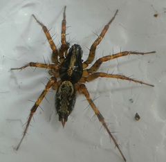 Araneae