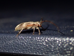 Exocentrus adspersus